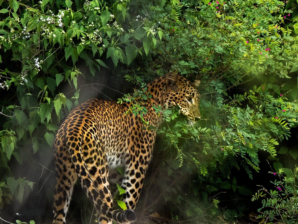 Jeep Safaris & Leopard Tracking
