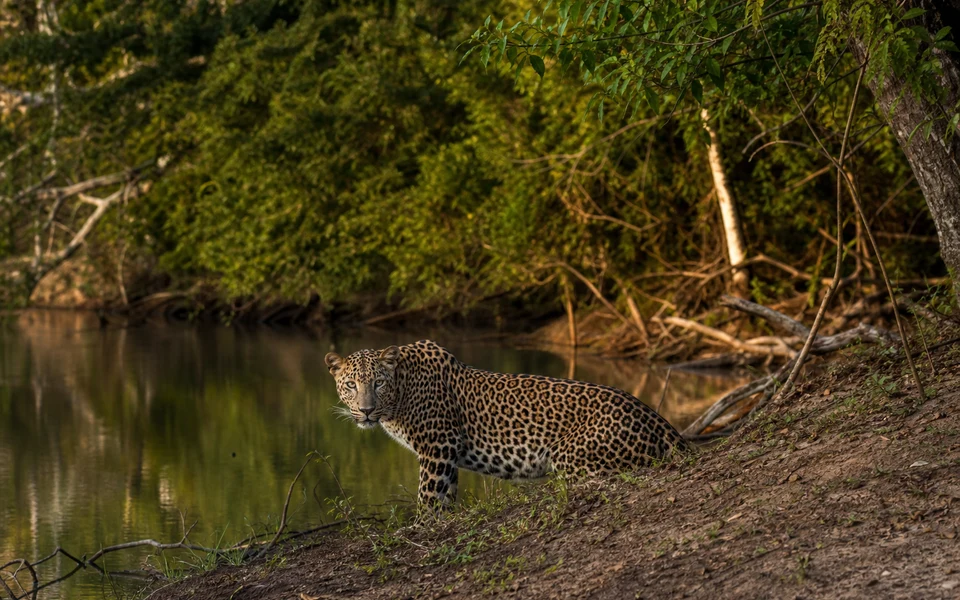Wilpattu National Park Safari