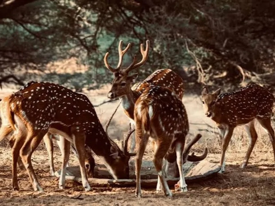 Planning Your Yala Visit