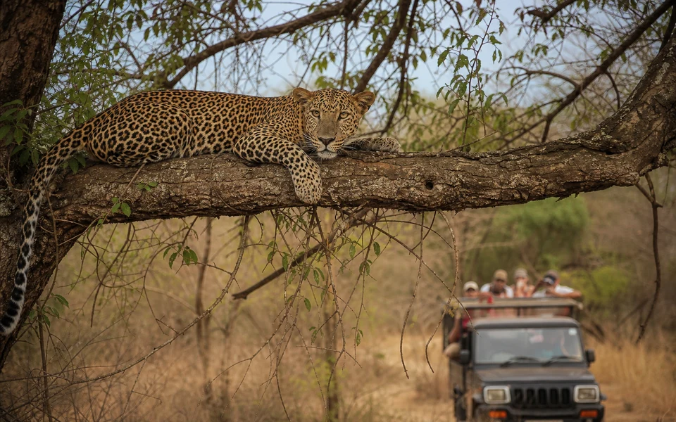 Yala Leopard Safari