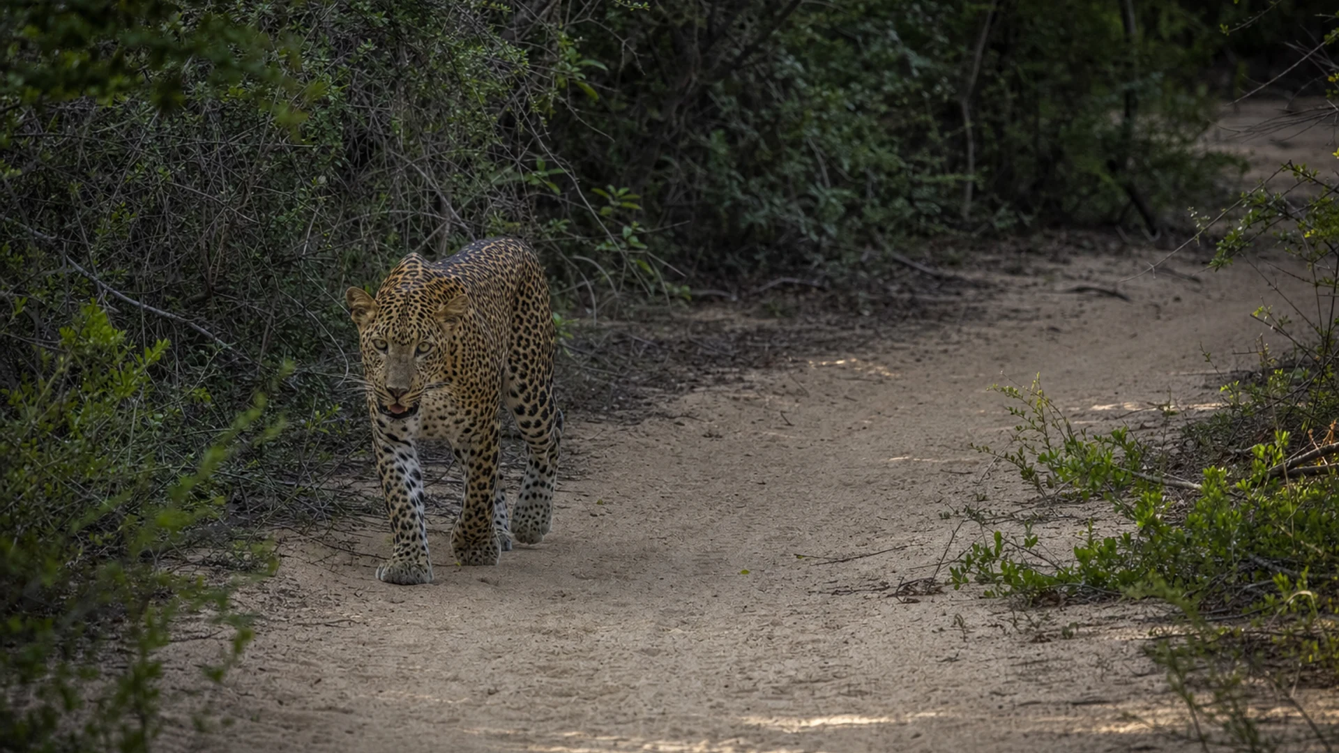 Yala Safari Day Trip