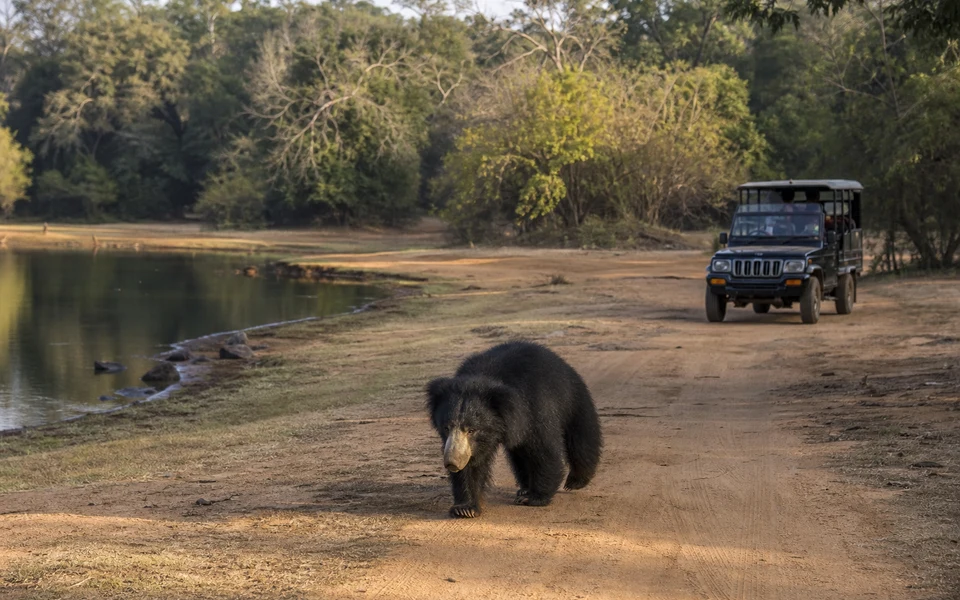 Yala Safari Day Trip